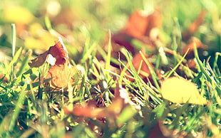 withered leaves on green grass