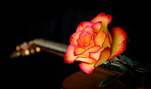 brown and pink rose