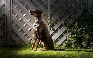 short-coated brown dog, animals, dog, Doberman Pinscher