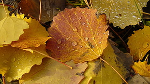 brown leafs HD wallpaper
