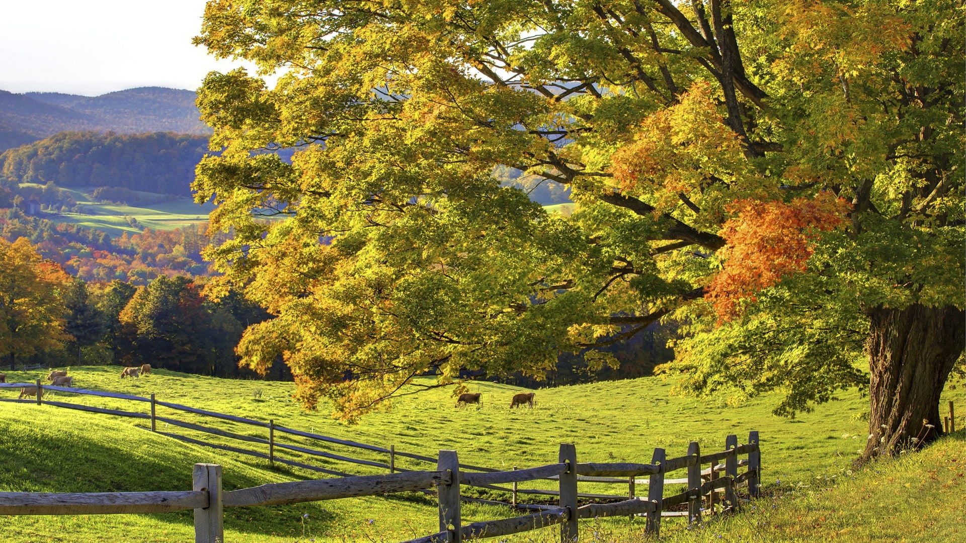 green grassy field