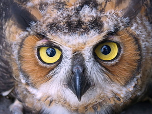 focus photography of an owl