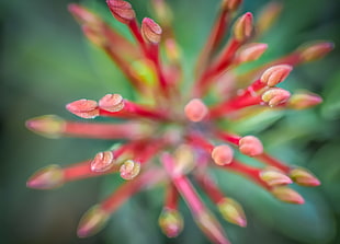 selective focus photography of red pistils