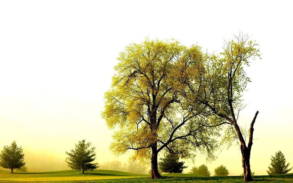 green leaf tree during daytime photo HD wallpaper