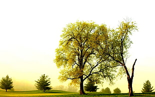 green leaf tree during daytime photo