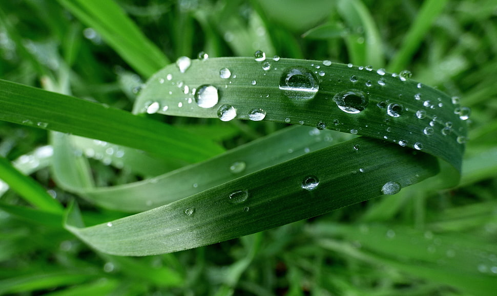 shallow focus of green grasses with rain drops HD wallpaper