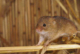 close-up photography of brown rodent