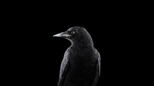 black bird, photography, animals, birds, raven HD wallpaper