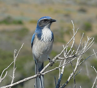 blue and white bird on gray tree twig during daytime, western scrub jay, aphelocoma