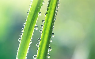 droplets of water on leaf focus photography