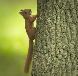 squirrel climbing on tree
