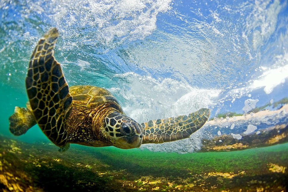 brown and black turtle, animals, turtle HD wallpaper