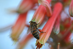 honeybee in pink flower in closeup photo