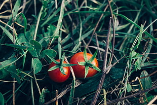 two red tomatoes, Tomatoes, Herbs, Vegetables HD wallpaper
