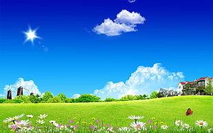flower field under blue cloudy sky