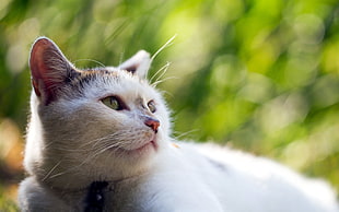 macro photography of white cat HD wallpaper