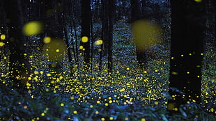 fireflies at forest HD wallpaper