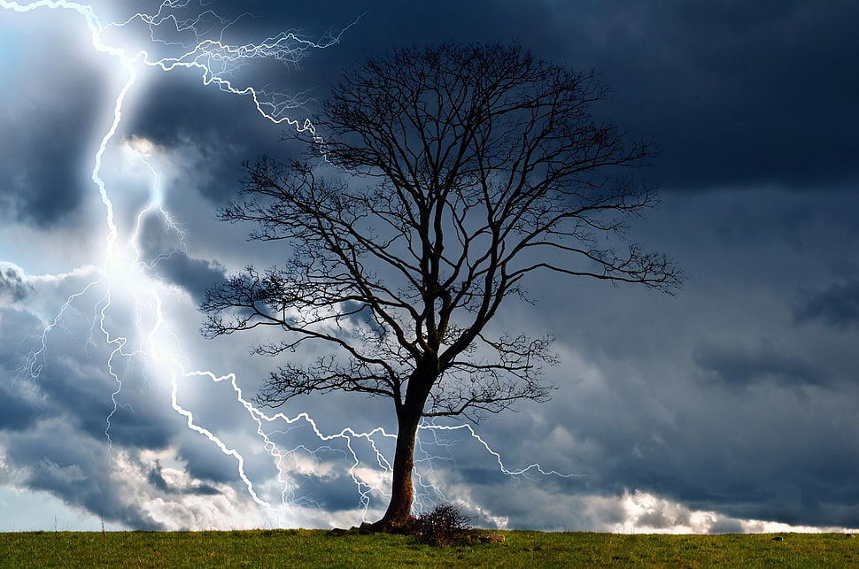 bare tree, trees, storm, sky, lightning HD wallpaper