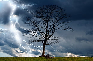 bare tree, trees, storm, sky, lightning HD wallpaper
