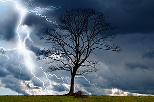 bare tree, trees, storm, sky, lightning
