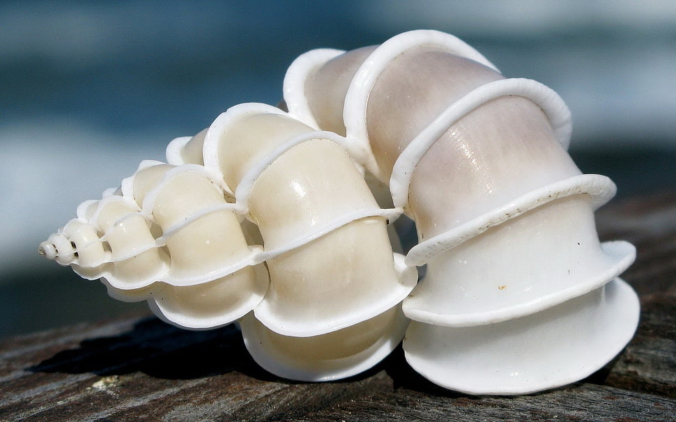 black seashell macro photography HD wallpaper