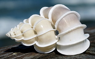 black seashell macro photography