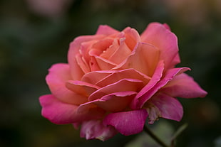 macro photography of orange and pink petal flower