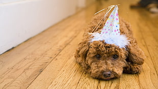 brown Toy Poodle puppy wearing white party hat