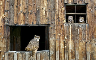 three brown owls
