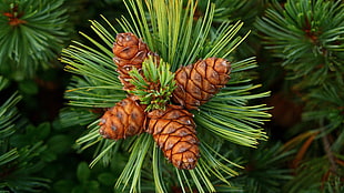 green and brown linear plant