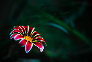 focus photography of red petal flower