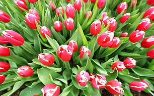 closeup photo of pink Tulips plant