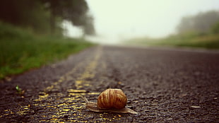 brown snail, road, blurred, snail, worm's eye view