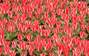 red-and-white Tulip flowers HD wallpaper