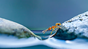 ants