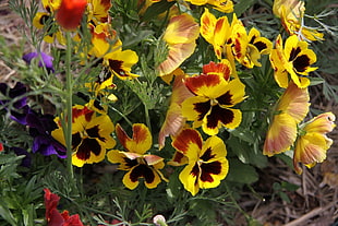 yellow-and-black petaled flowers