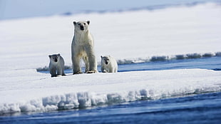 three polar bears on ice during daytime