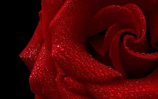 close up photography of red Rose