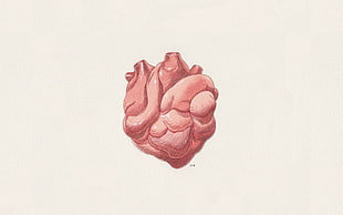 human Heart illustration