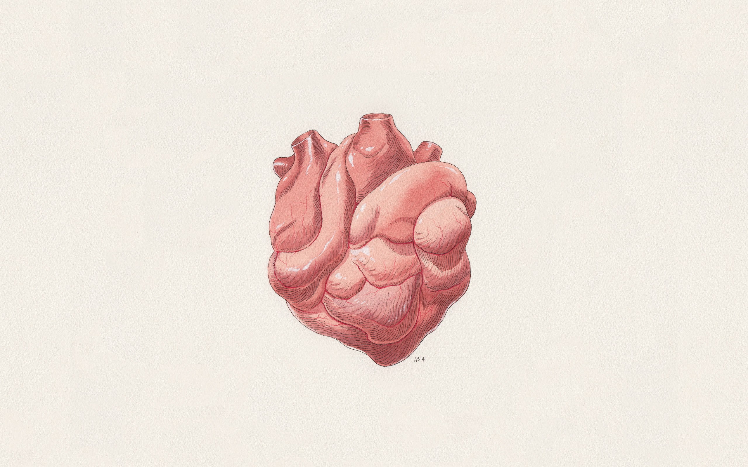 Human Heart illustration HD wallpaper | Wallpaper Flare