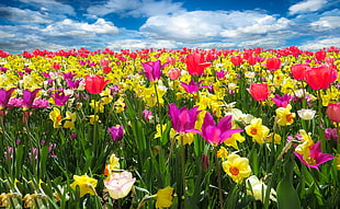 bed of pink, red and yellow flowers HD wallpaper