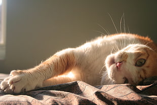 white and brown cat, cat, animals, sunlight, stretching