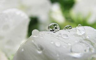 white flower, depth of field, water drops, closeup, macro