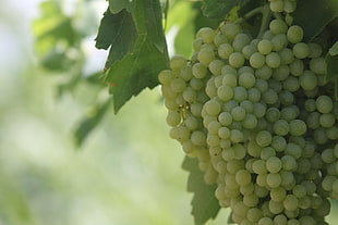 white grapes, grapes, garden, landscape