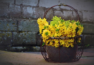 yellow flowers, Lysimachia, Flowers, Decoration