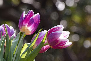 bokeh photography of purple tulips in full bloom