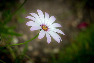 shallow focus of white and purple flower, daisy