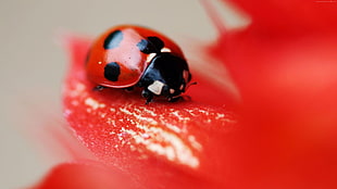 ladybug perched on red petaled flower closeup photography HD wallpaper