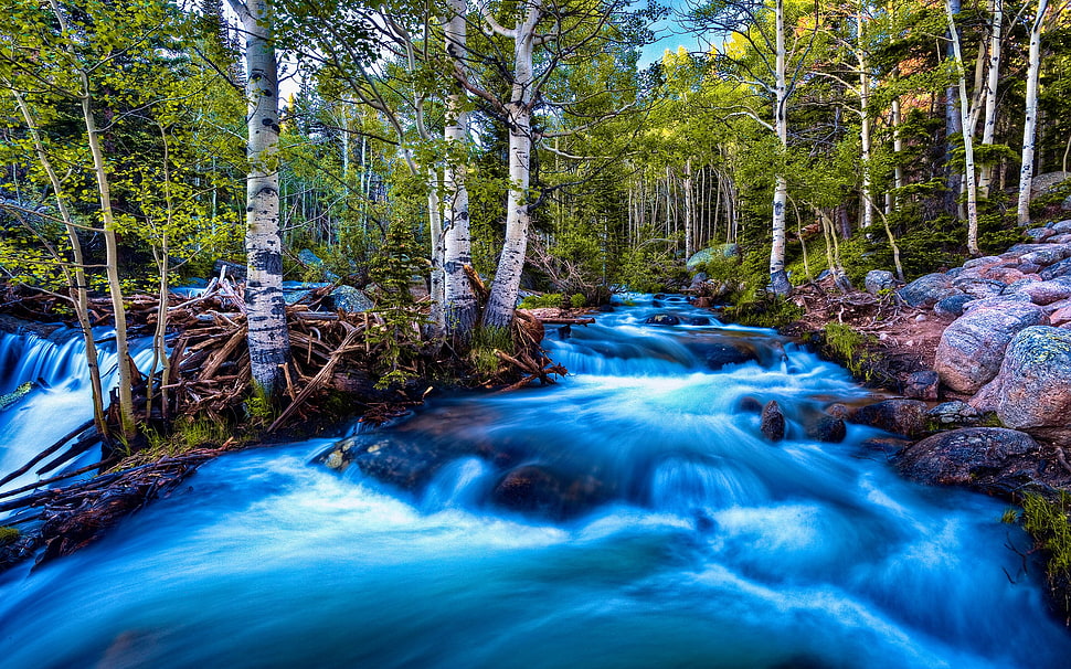 green forest trees near river time lapsed photography during daytime HD wallpaper