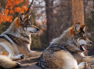 two brown wolves near tree